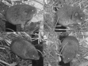 Aufnahmen mit der Wildkamera, links oben und unten Kurzohrmaus (Microtus subterraneus) rechts oben und unten Bayerische Kurzohrmaus (Microtus bavaricus)