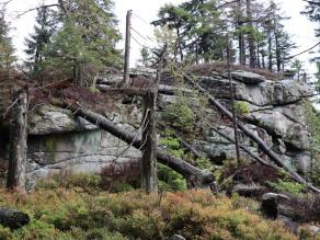 Graue Felsblöcke zwischen Nadelbäumen und Heidelbeersträuchern