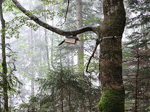 Auf hohem Laubbaum inmitten des Waldes ist eine Wildkamera angebracht, die auf einen Nistkasten gerichtet ist