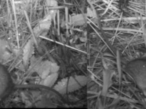 Nachtaufnahmen in schwarz-weiß von zwei Waldbirkenmäusen mit der Wildkamera