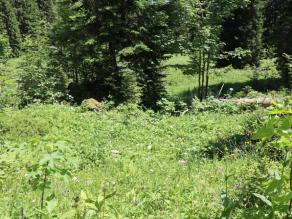 Wiese im Vordergrund mit Hochstaudenflur und Nadel-und Laubgehölzen im Hintergrund