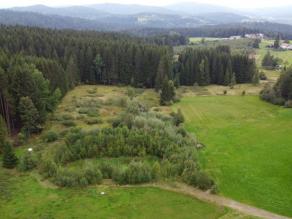 Moorfläche mit Fichtenwald im Hintergrund