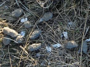 Nahaufnahme von länglichen, gräulichen Pellets, die am Boden liegen. Es handelt sich um Gewölle der Schleiereule, die zwischen trockenem Gras und weißem Vogelkot liegen.