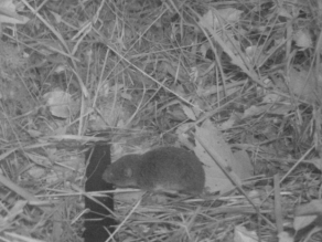 Nachtaufnahme in Graustufen einer kleinen Maus, die sich im Zentrum des Bildes befindet.