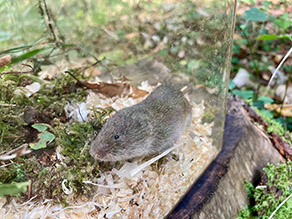 Eine graue Maus in einem kleinen Plastikbehälter mit Einstreu und Moos
