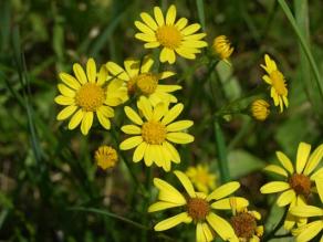 Wasser-Kreuzkraut (Senecio aquaticus)