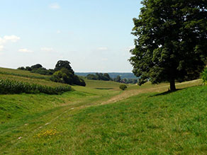 Viehtriebweg durch die sanfthügelige Landschaft der Stauden mit Einzelbäumen und kleineren Gehölzgruppen