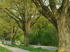 Straße mit Baumreihe
