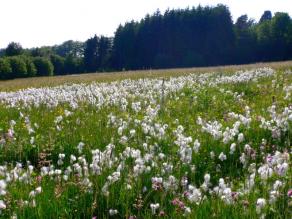 Feuchtgrünlandkomplex mit Wollgrasbestand im Landkreis Bad Kissingen