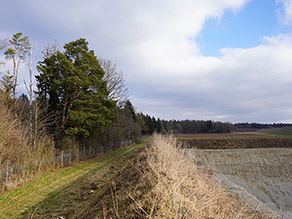 Feldrain an einer Abbruchkante eines Kiesabbaus