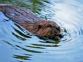Ein Biber schwimmt in einem Gewässer. Ein Biber schwimmt in einem Gewässer.