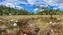 Eine Moorlandschaft mit Gräsern mit weißen Büscheln und einem kleinen, krumm gewachsenen Nadelbaum.  Eine Moorlandschaft mit Gräsern mit weißen Büscheln und einem kleinen, krumm gewachsenen Nadelbaum.