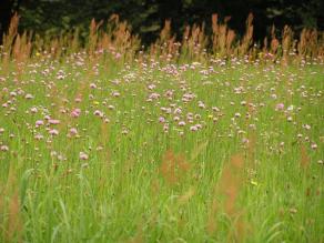 Blumenwiese