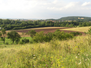 Landschaft mit Wiesen und Äckern.
