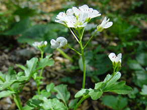 Pflanze mit weißen Blüten