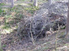 Abgeschlagene Äste wurden im Quellbereich abgelagert