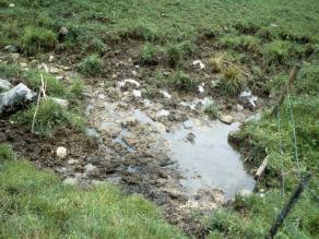 Trittschäden in einer Wiese