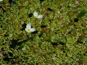 Die Wasserpflanze Froschkraut