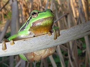 Laubfrosch