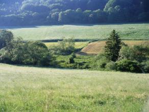 Wiesenlandschaft mit Bach. An diesem deutlich üppigerer Bewuchs, auch mit Gehölzen wie Weiden und Weiden.