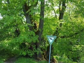 Habitus des vollbelaubter Baumes mit Naturdenkmal-Schild