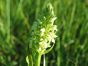 Strohgelbes Knabenkraut