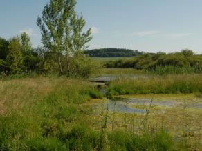 Niedermoor mit Wasserflächen, an deren Ufer Birken stehen