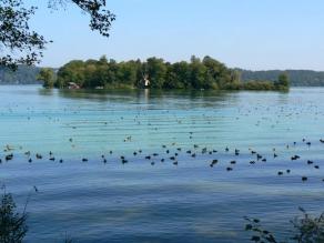 Winterrast im Ramsar-Gebiet Starnberger See