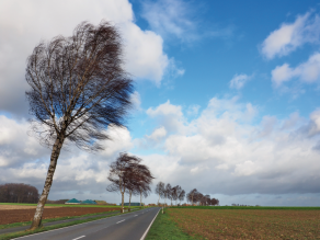 Straße mit Birkenbäumen, die sich im Wind biegen.