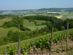 Weitläufige, offene Landschaft mit Weinberg im Vordergrund.