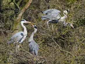 Graureiher am Nest