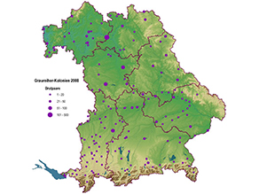 Bayernkarte mit Graureiherkolonien in vier Größenklassen – 1 bis 20 Brutpaare, 21 bis 50, 51 bis 100 und 101 bis 500 Brutpaare – eingeteilt sind. Nur eine Kolonie fällt unter die Größenklasse 101 bis 500 Brutpaare, drei Brutpaare unter die Größenklasse 51 bis 100. Alle anderen der 163 Brutkolonien weisen deutlich weniger Brutpaare auf