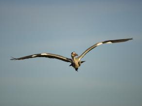 Fliegender Graureiher