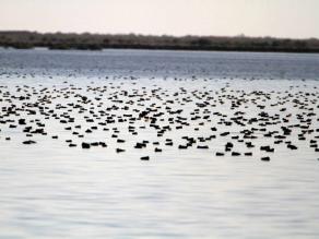 Ein großer Trupp rastende Schnatterenten (Foto: H.-J. Fünfstück; www.5erls-naturfotos.de)