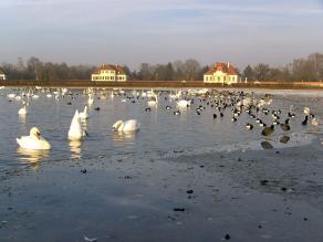 Auch innerstädtische Wasserflächen, wie hier vor dem Nymphenburger Schloss in München, ziehen im Winter zahlreiche Wasservögel an (Foto: H.-J. Fünfstück; www.5erls-naturfotos.de)