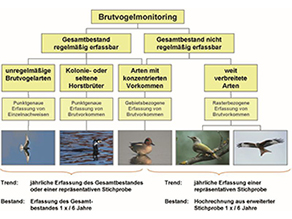 Gliederung des Monitorings seltener Brutvögel in verschiedenen Erfassungsansätzen.