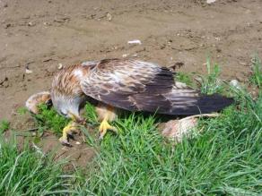 Toter Rotmilan, daneben der vergiftete Hühnerflügel
