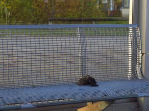 Tote Amsel auf einer Sitzbank vor Glasscheibe