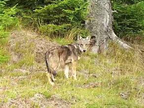 Aufnahme von einem Wolf im Gelände