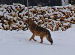 Wolf im Landkreis Freyung-Grafenau