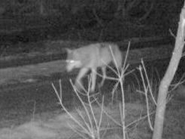 PM 4/2018:  Kumutat: Fotofalle für Luchse entdeckt Wolf im Fichtelgebirge 