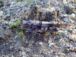 Erstmalig im Landkreis Kitzingen aufgefundene Blauflügelige Sandschrecke