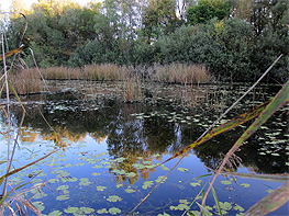 Altwasser im Donaumoos