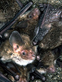 Die Bechsteinfledermaus ist in Bayern die am stärksten an den Lebensraum Wald angewiesene Fledermausart. Sowohl ihre Quartiere (v. a. Spechthöhlen) als auch ihre Nahrungslebensräume befinden sich in alten Laub- und Mischwäldern.