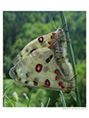 Apollofalter bei der Paarung im Projektgebiet des Artenhilfsprogrammes in der Nördlichen Frankenalb, Landkreis Lichtenfels. (Foto: A. Geyer) Apollofalter bei der Paarung im Projektgebiet des Artenhilfsprogrammes in der Nördlichen Frankenalb, Landkreis Lichtenfels. (Foto: A. Geyer)