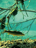 Totholz bietet Schutz und neue Lebensräume für Fische