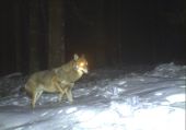 Aufnahme eines Wolfes im Nationalpark Bayerischer Wald (28. Januar 2016)