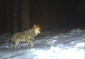 Aufnahme eines Wolfes im Nationalpark Bayerischer Wald (28. Januar 2016) Aufnahme eines Wolfes im Nationalpark Bayerischer Wald (28. Januar 2016)