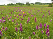 Orchideenwiese mit Breitblättrigem Knabenkraut in der Gemeinde Eslarn