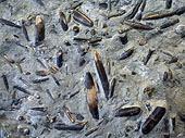 Überreste von Tintenfischen, sog. Belemniten. Mistelgau für das so genannte Belemnitenschlachtfeld weltberühmt.